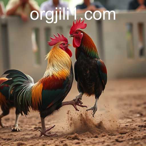 Cockfighting